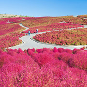 Burning Bush / Mexican Fireweed Red  Annual - Kochia / Bassia Scoparia - 100 Seeds