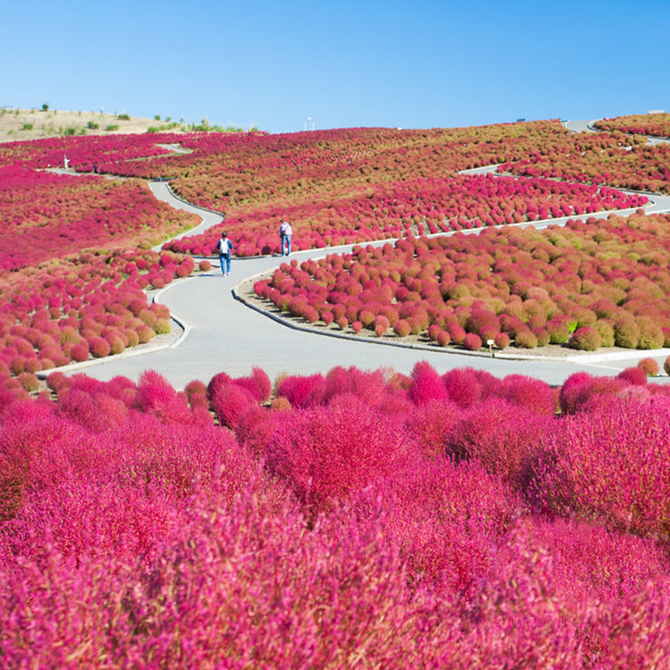 Burning Bush / Mexican Fireweed Red  Annual - Kochia / Bassia Scoparia - 100 Seeds