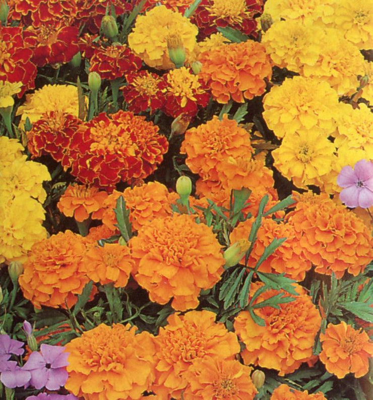 Marigold Bonita Mix - Tagetes patula - Annual Flower - 150 Seeds