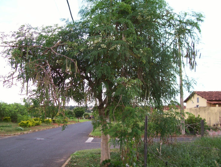 Moringa Oleifera - Tree - Medicinal - Seeds