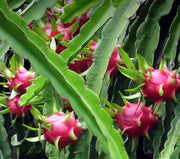 White Flesh Pitaya / Dragon Fruit - "L.A Woman" - Hylocereus undatus - Exotic Succulent Fruit - 10 Seeds