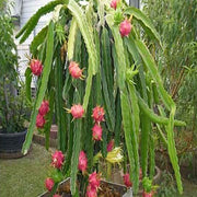 Purple Skin Dragon Fruit / Pitaya "Bloody Mary" - Hylocereus polyrhizus - Exotic Cactus Vine Fruit - 10 Seeds