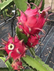Red Flesh Pitaya "Red Jaina" - Dragon Fruit - Hylocereus polyrhizus - Exotic Succulent Fruit - 10 Seeds