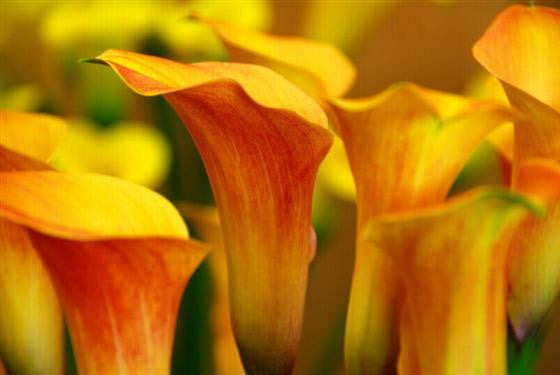 Arum Lily -  Zantedeschia - Passion - Flower Bulbs (Not Seeds)
