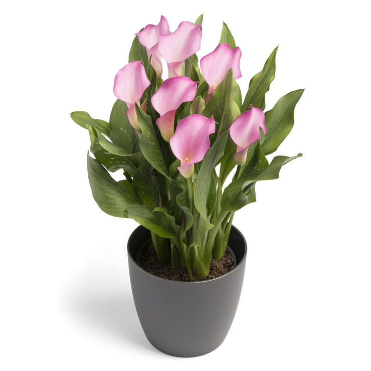 Arum Lily -  Zantedeschia - Peters Pride - Flower Bulbs (Not Seeds)