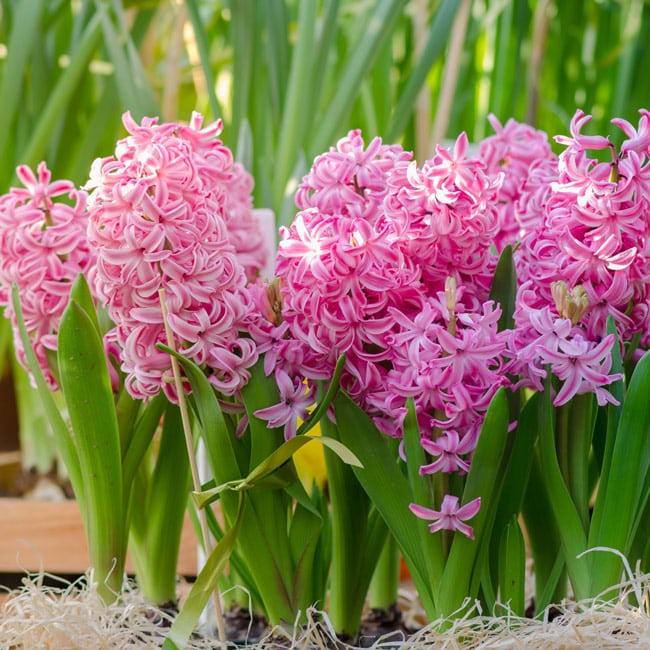 Hyacinths – Pink – 3 bulbs p/pack (Bulbs - not seeds)