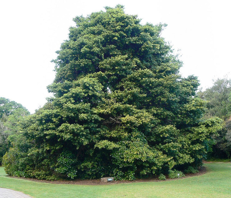 Podocarpus latifolius - Real Yellowwood - Indigenous South African Tree - 10 Seeds
