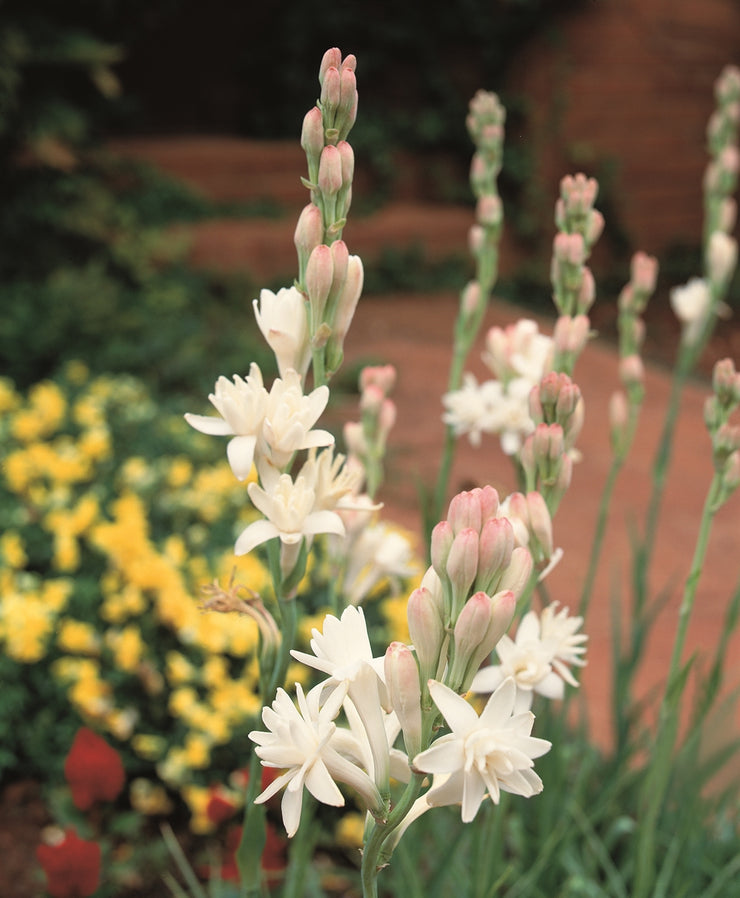 Polianthes the Pearl - Polianthes Tuberosa - Flower Bulbs (Not Seeds) 15 Bulbs