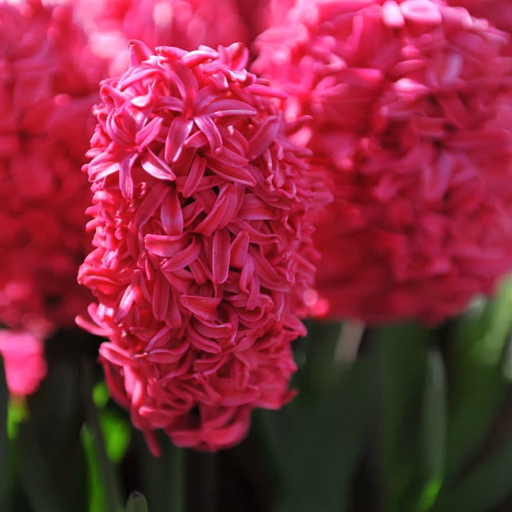 Hyacinths – Red – 3 bulbs p/pack (Bulbs - not seeds)