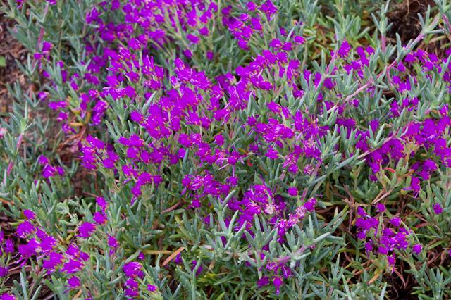 Ruschia Tumidula - Indigenous South African Succulent - 10 Seeds