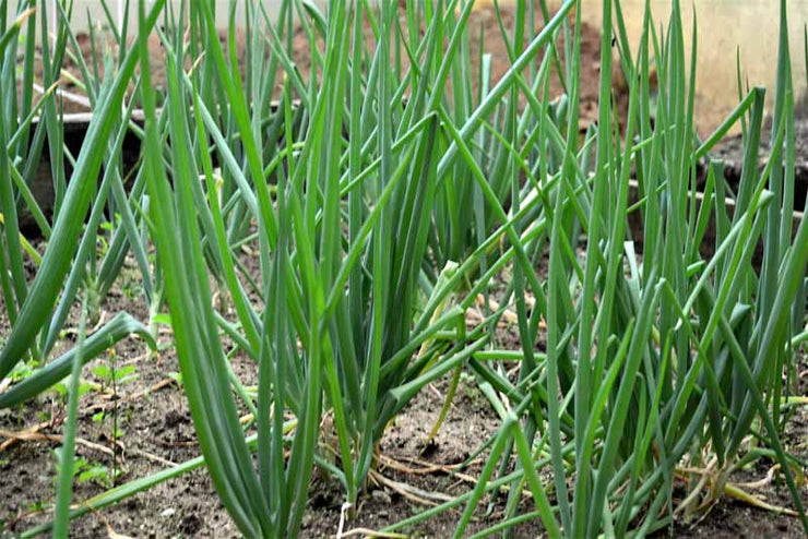 All season bunching spring Onion - Vegetable / Herb - 100 Seeds