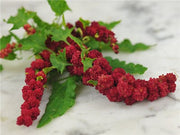 Strawberry Spinach - Chenopodium capitatum - Exotic Native Amnerican Vegetable / Herb / Fruit - 20 Seeds