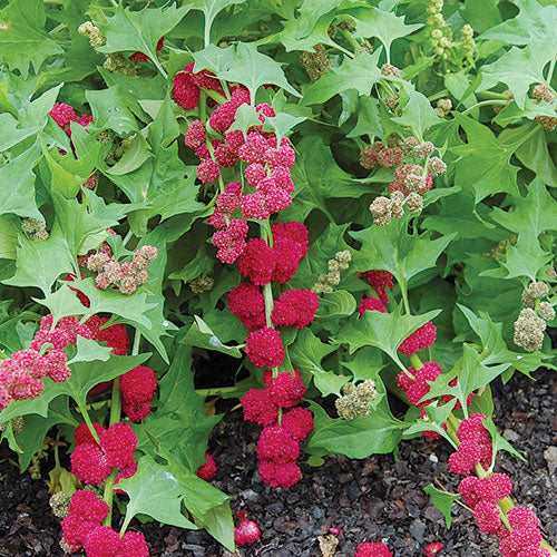 Strawberry Spinach - Chenopodium capitatum - Exotic Native Amnerican Vegetable / Herb / Fruit - 20 Seeds