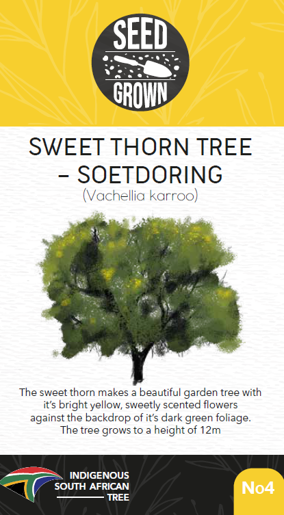 Seed Grown Kit No.4 - Sweet Thorn Tree - Soetdoring - Vachellia karroo - Complete Tree Growing Kit