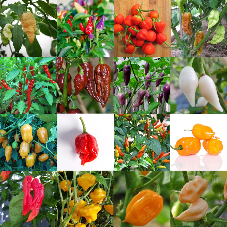 Chilli Collectors Chilli Pepper Pack - 15 Varieties - 160 Fresh Seeds incl Rare Naga Viper & Cocolate Bhutlah Peppers