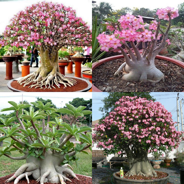 Adenium arabicum - Rare Desert Rose - Exotic Succulent / Bonsai - 5 Seeds