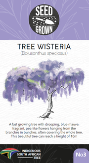 Seed Grown Kit No.3 - Tree Wisteria - Bolusanthus speciosus - Complete Tree Growing Kit