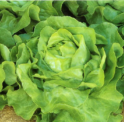 White Boston Butterhead Lettuce - Lactuca Sativa - Vegetable - 100 Seeds