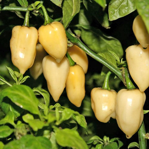 White Fatalii Pepper - Chilli Pepper - Capsicum chinense - Hot & Rare - 5 Seeds