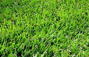 Bermuda Lawn / Grass Seed