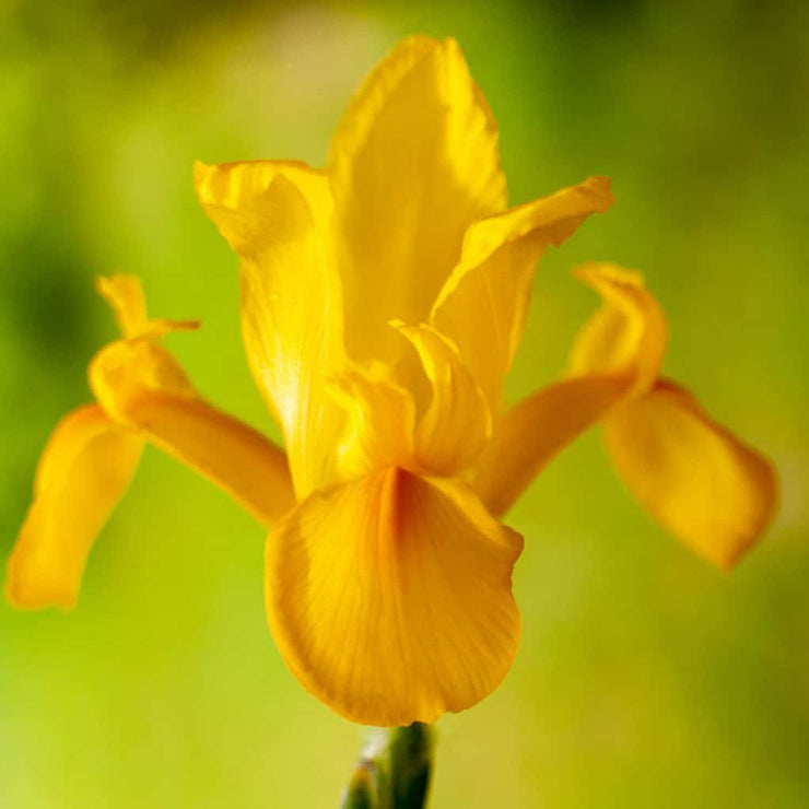 Dutch Iris – Yellow – 25 bulbs p/pack (Bulbs not seeds)