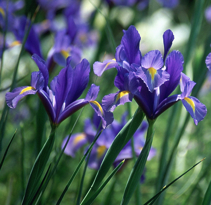 Dutch Iris – Dark Blue – 25 bulbs p/pack (Bulbs - not seeds)