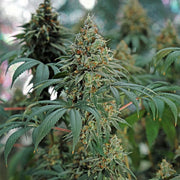 Royal Queen Seeds - Fat Banana - Cannabis Breeders Pack - Feminized Cannabis Seeds
