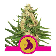 Royal Queen Seeds - Fat Banana - Cannabis Breeders Pack - Feminized Cannabis Seeds