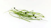 Garlic Chives - Sprouting / Microgreen Seeds