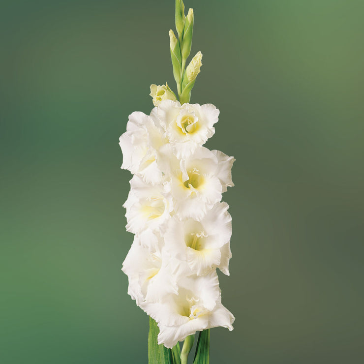 Gladiolus -  Gladioli - White - Flower Bulbs (Not Seeds)