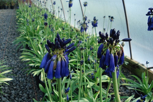 Agapanthus Inapertus - Drooping Agapanthus - Indigenous South African Bulb - 10 Seeds