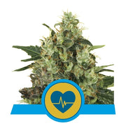 Royal Queen Seeds - Solomatic - Cannabis Breeders Pack - CBD Dominant Cannabis Seeds