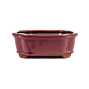 15 x 12 x 4cm Bonsai Container - Mustard Red