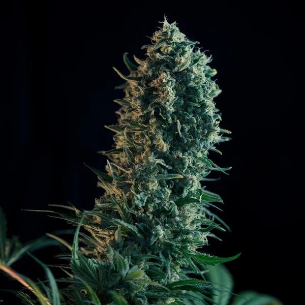 Royal Queen Seeds - Royal Medic - Cannabis Breeders Pack - CBD Dominant Cannabis Seeds