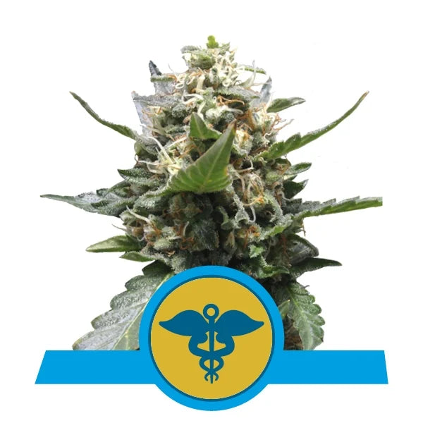 Royal Queen Seeds - Royal Medic - Cannabis Breeders Pack - CBD Dominant Cannabis Seeds
