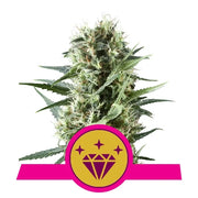 Royal Queen Seeds - Special Kush - Cannabis Breeders Pack - Feminized Cannabis Seeds