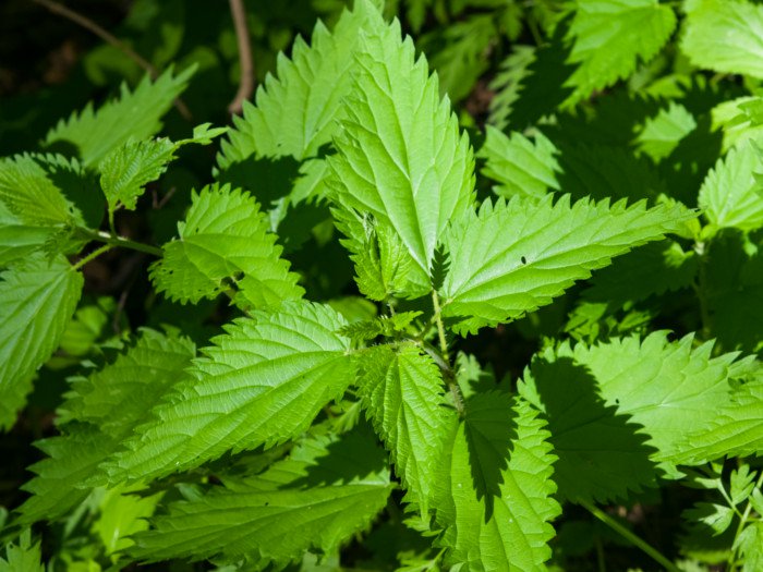 Stinging Nettle - Herb - Urtica dioica - 10 Seeds