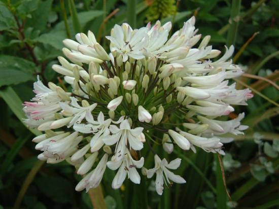 Agapanthus Praecox ssp Orientalis Tall White - Indigenous South African Bulb - 10 Seeds