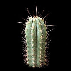 Trichocereus Peruvianus - Peruvian Torch Cactus - 10 Seeds