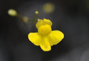 Utricularia subulata -Zigzag Bladderwort - 10 Seeds