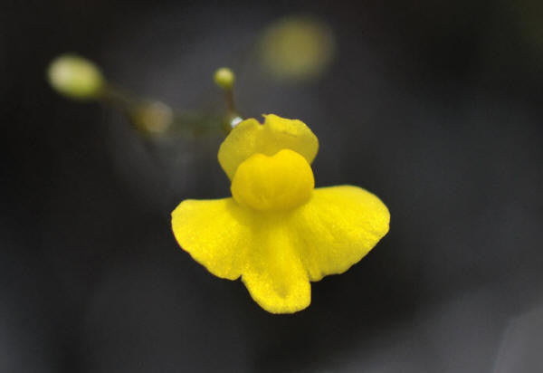 Utricularia subulata -Zigzag Bladderwort - 10 Seeds
