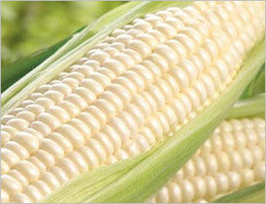 Border King Maize / Corn - Open Pollinated - Bulk Vegetable Seeds