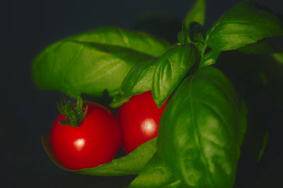 BASIL - The King of the Herbs