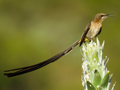 The Secret Life Of Garden Birds (And How To Interfere In It!)