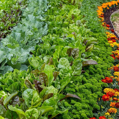 Companion Planting