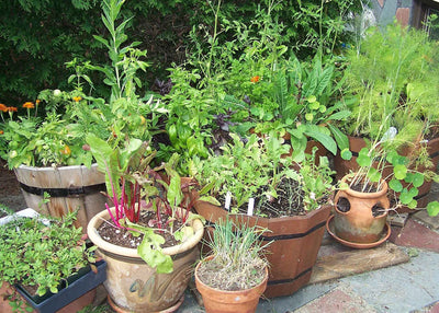 Growing Culinary Herbs In A Container Garden