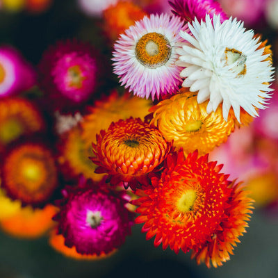 21 Flowers For Your Cut Flower Garden