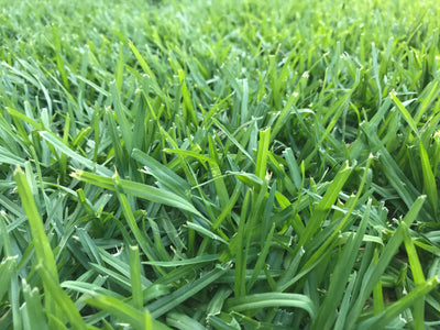 Creating a Healthy Lawn