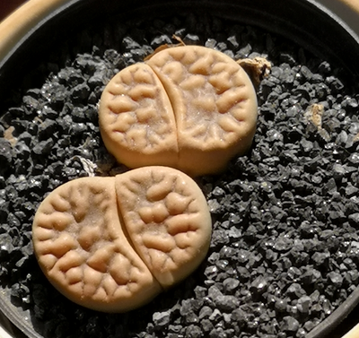 How To Grow Lithops (Stone Plants) From Seeds