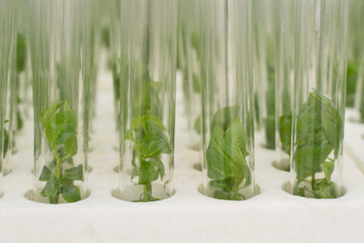 Plant Propagation - Micropropagation via Tissue Culture.